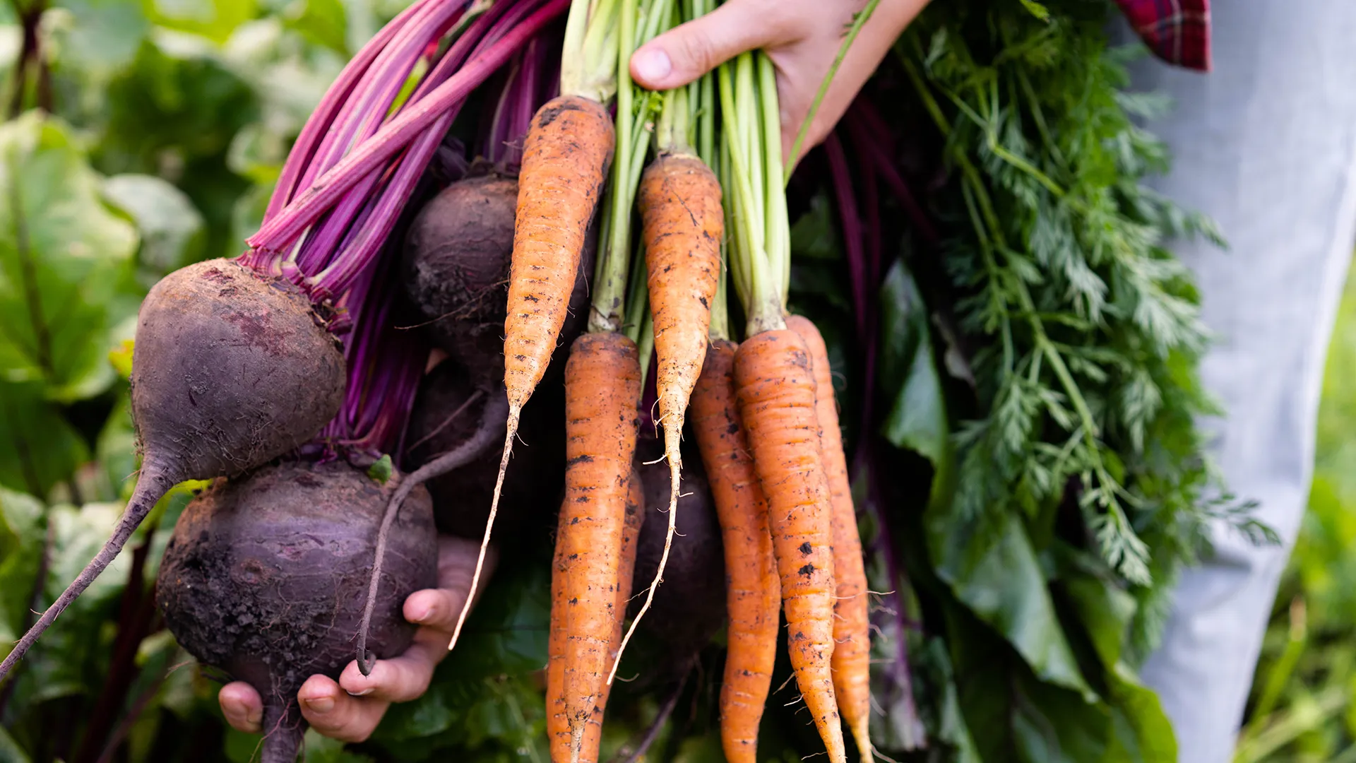 Verschiedene Bio-Produkte aus dem Garten.