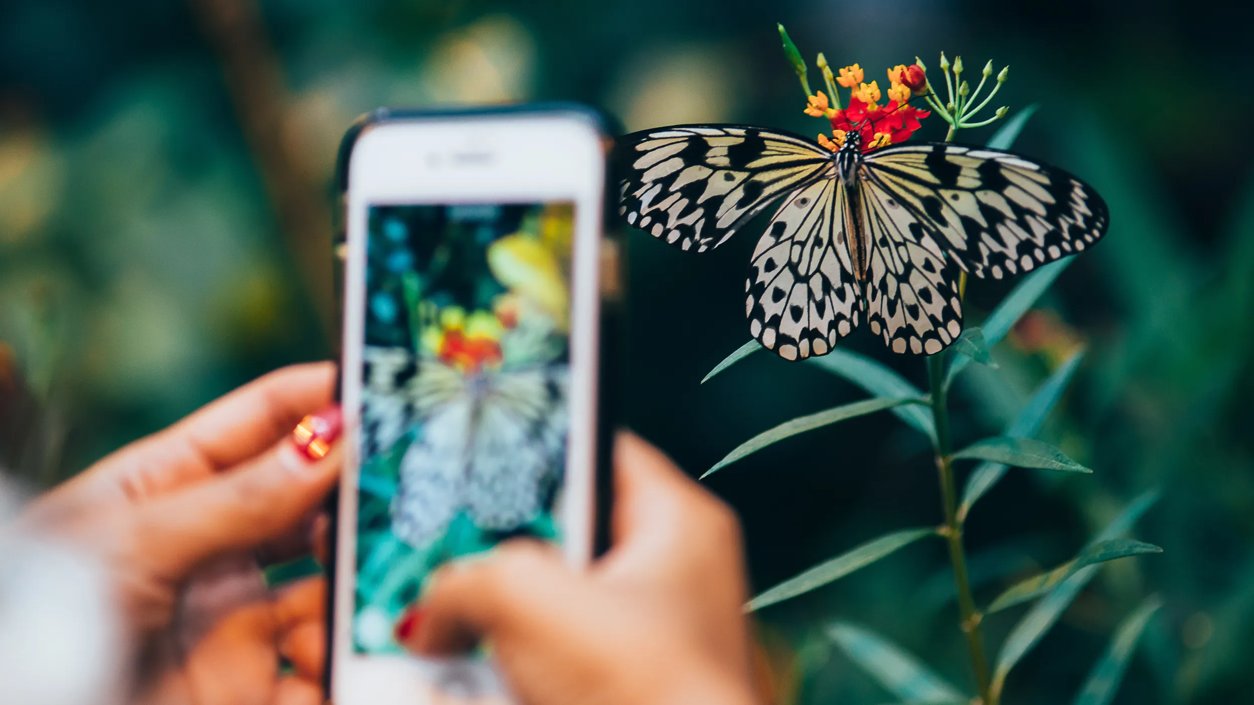 Eine Person fotografiert mit dem Smartphone einen Schmetterling auf einer Blume.