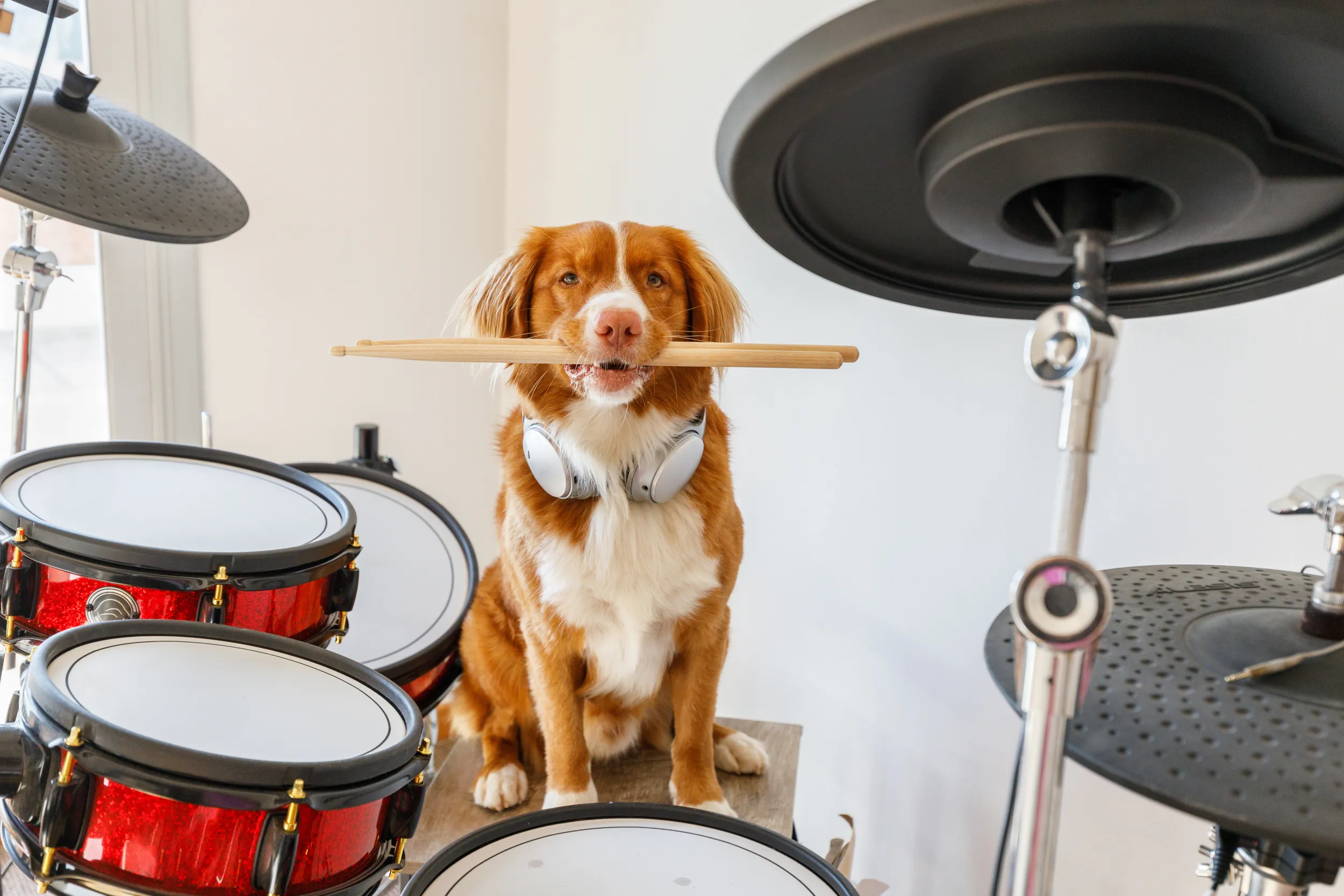 Hund auf einem Schlagzeug