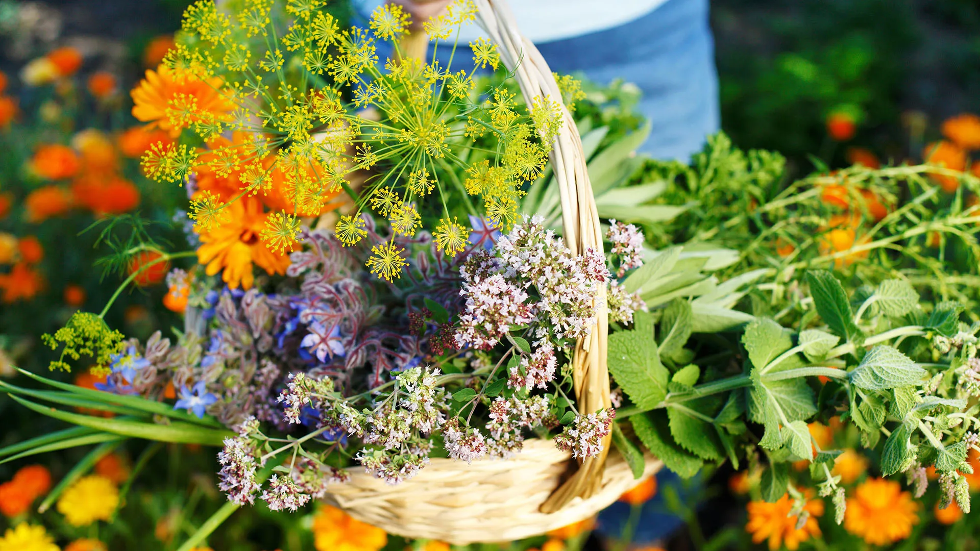 Eine Person pflückt verschiedene Frühlingskräuter.