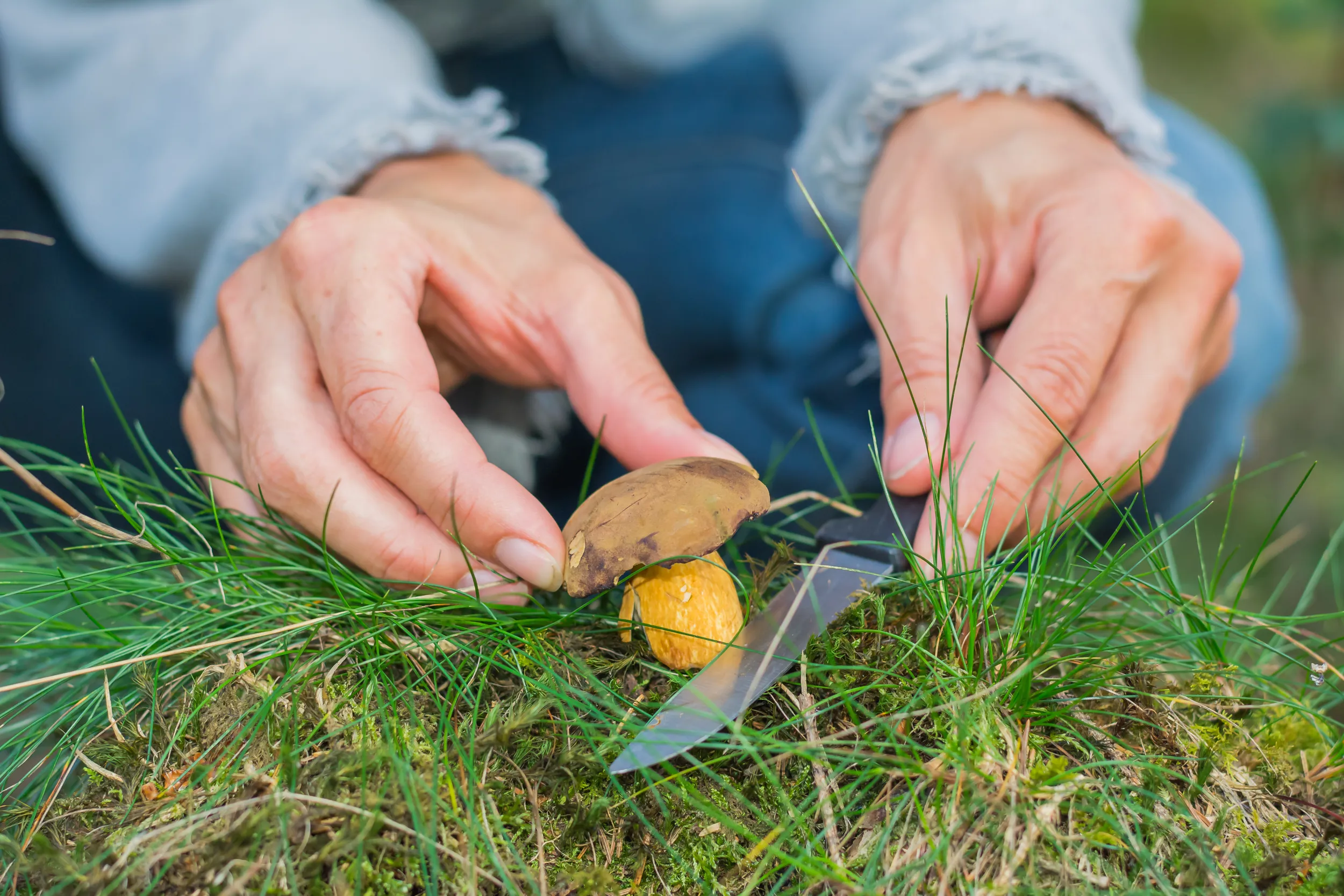 Zwei Hände schneiden mit einem Messer einen Pilz im Gras ab.